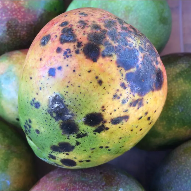 Anthracnose on mango — Dark sunken lesions on fruit