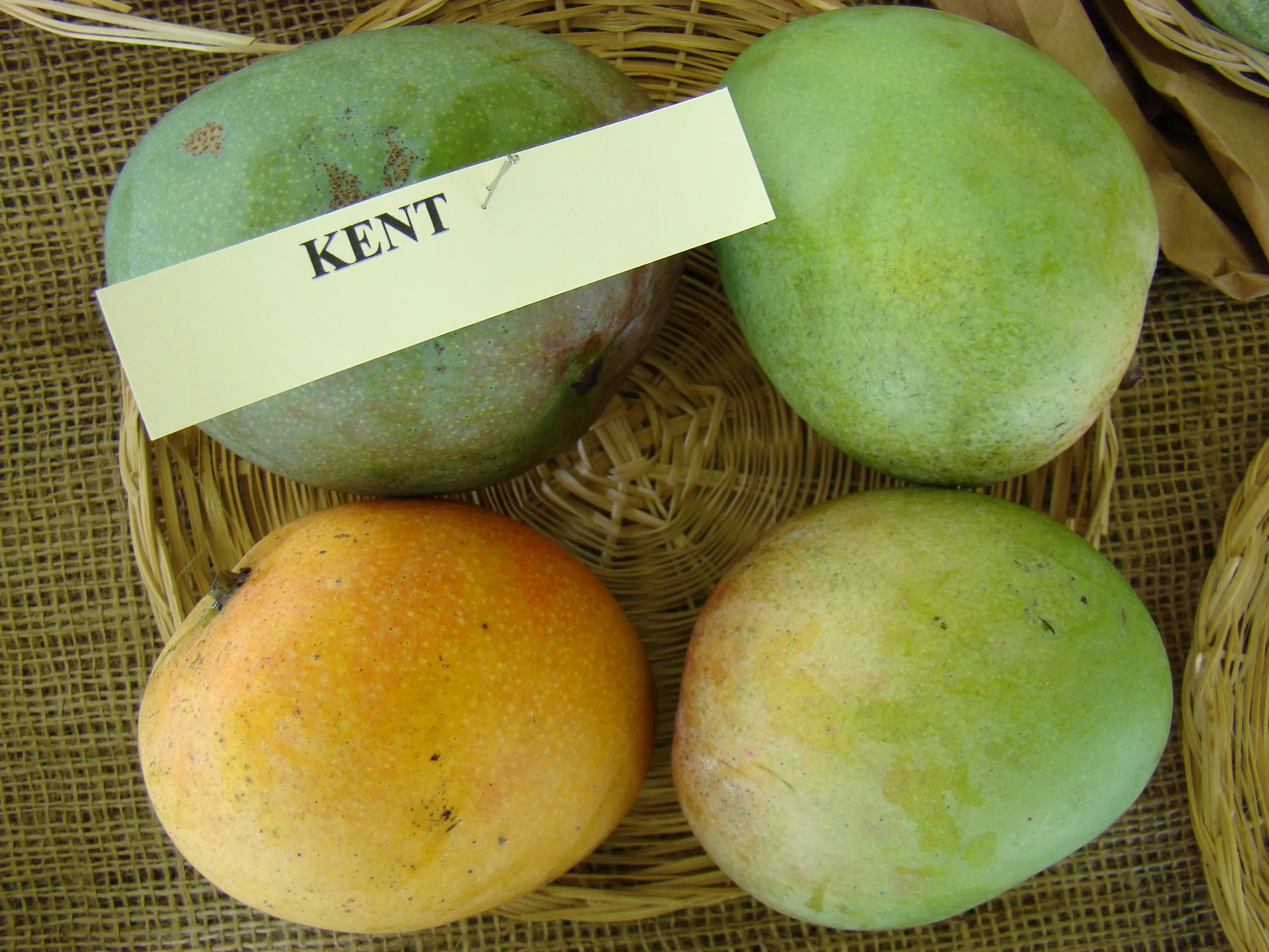 Kent mango