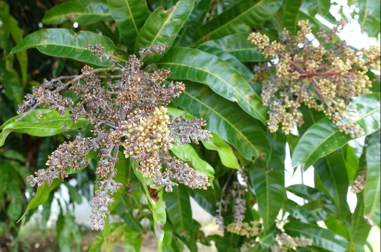 Powdery Mildew on mango — Powdery coating on panicles