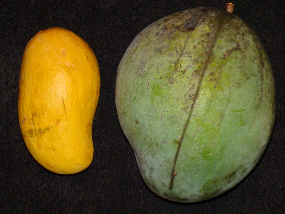A small yellow Ataulfo mango on the left beside a large green Keitt mango on the right